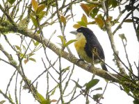 Spot-crowned Barbet - 21-01-2011 - Las Minas - Panama - photo by Blake Maybank.jpg