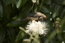 easternSpinebill.jpg