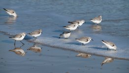 9-Sanderlings.jpg