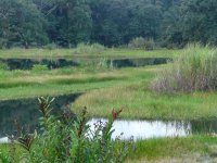 Landscape - Ammo Ponds, Panama - copyright Blake Maybank.jpg