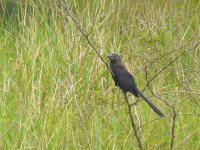 Greater Ani - Ammo Pond, Panama - copyright Blake Maybank.jpg