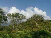 Landscape B - Ammo Ponds, Panama - copyright Blake Maybank.jpg