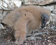 Black Vulture Chick (Coragyps atratus).1.jpg