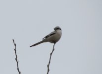 Chinese grey Shrike.jpg