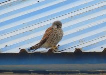 Eurasian Kestrel.jpg