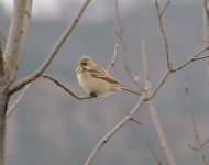 Pallas's Reed Bunting.jpg