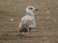 Herring Gull3.JPG