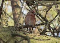 Pallas's Rosefinch.jpg