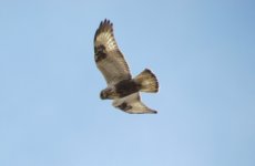 Rough-legged Buzzard.jpg