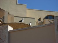 Lesser Black-backed Gull 2.jpg