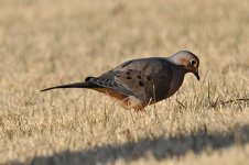 Mourning Dove s 5502.JPG