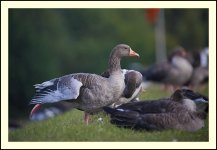 greylag10b.jpg