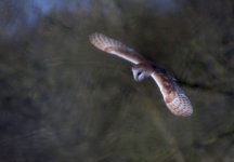 Barn-Owl-6.jpg