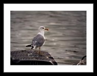 Yellow Legged Gull.jpg