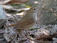 rufouse tailed robin P6000 DSCN5687.jpg