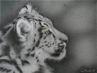 snow leopard cub 001 (Small).JPG