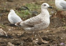 021311 - Yellow-legged Gull 1st winter Pitsea Tip WEB 128.JPG