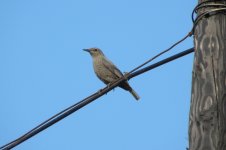 Blue Rock Thrush female.jpg