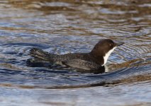 dipper@derwent.jpg