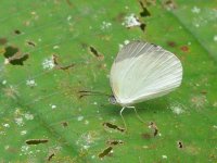 butterfly D - Pipeline Road, Panama.jpg