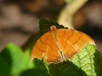 butterfly F, upperwing - Canopy Tower, Panama.jpg