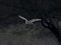 Ripley Barn Owl 1.jpg