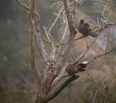 DSCN4417 Spotted Doves bf.jpg