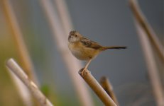 DSCN4424 Bright-capped Cisticola bf.jpg