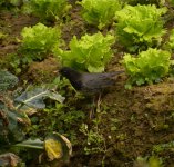 DSCN4394 Japanese Thrush bf.jpg