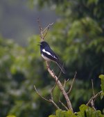 DSCN4449 Magpie Robin singing bf.jpg