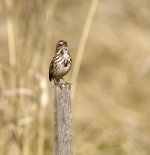 song sparrow 4.jpg