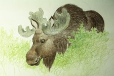 moose_bf.JPG