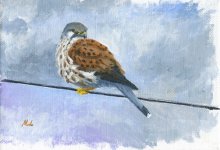 kestrel-sketch.jpg