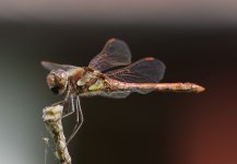 Dragonfly PSE9 test 1.jpg