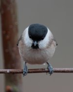 marshtit6.jpg