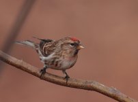 redpoll103.jpg