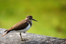 Common Sandpiper.JPG