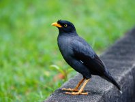 Myna Javan.JPG