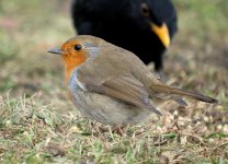 IMG_1953Robin.JPG