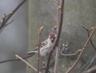 redpoll68.jpg