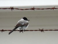 Fork-tailed Flycatcher - Chagres River, Panama.jpg