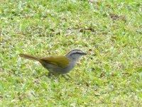 Black-striped Sparrow - Chagres River, Panama.jpg