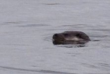 Otter.jpg