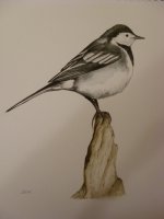 Pied Wagtail 2.jpg