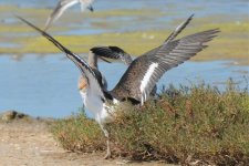 Oystercatcher1.jpg