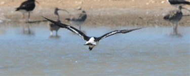 Oystercatcher3.jpg