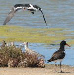 Oystercatcher2.jpg