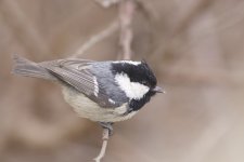 2011-02-08 Coal Tit.jpg