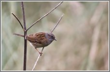 Dunnock.jpg