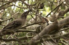 wattlebirdKoel.jpg